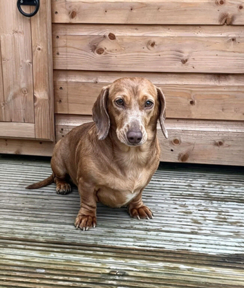 Kc reg dachshund girl