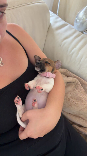 Jack Russel