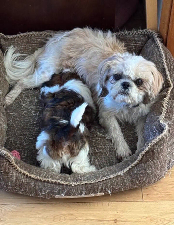 Shih tzu puppie male