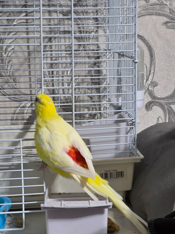 Red Rumped Parrot For Sale!
