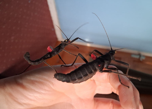 Black Beauty Stick Insects (Peruphasma schultei) PSG 270