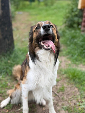 Beautiful Welsh collie
