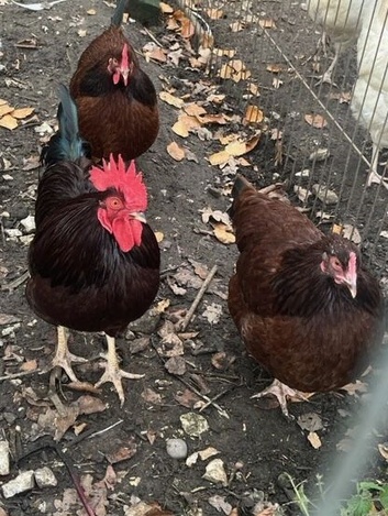 Rhode island red and white silkie breeding trios