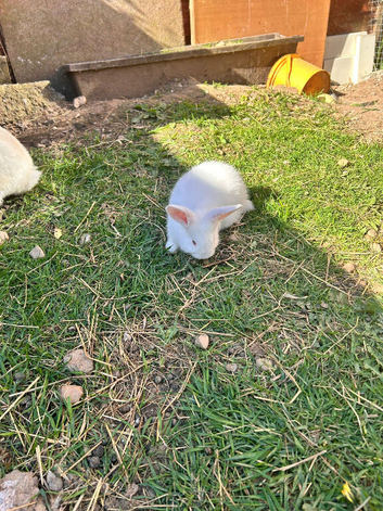 Rabbit - New Zealand White