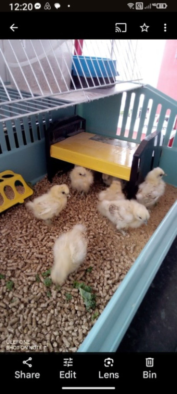 RARE CITRON SILKIE CHICKS AVAILABLE