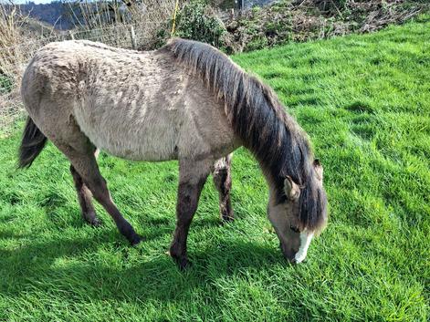 Beautiful Dunn Quarter Horse