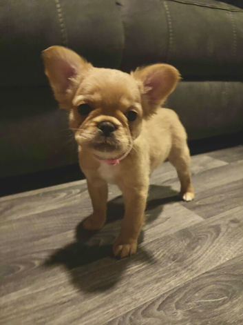 KC REG PEDIGREE FRENCH BULLDOG PUPPIES