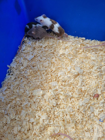 Fancy mice due to heat not available fir sale atm