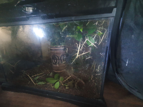 Baby Stick Insects ready to go