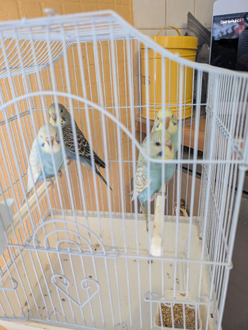 Budgies for sale