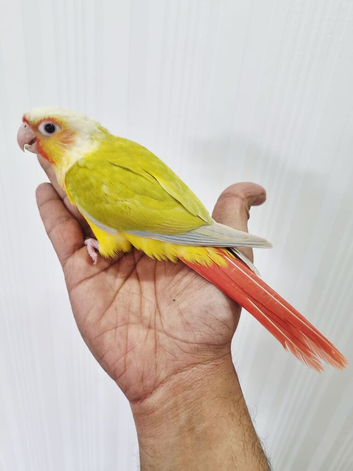 Gorgeous baby conure with cage