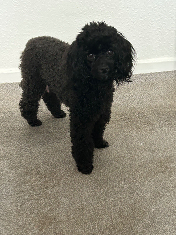 3 toy poodles
