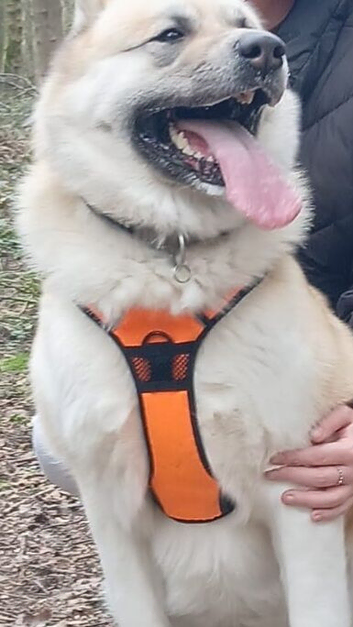 American akita
