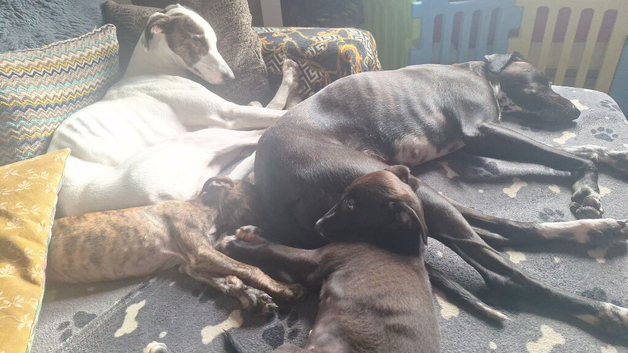 Male saluki dalmation grey puppy