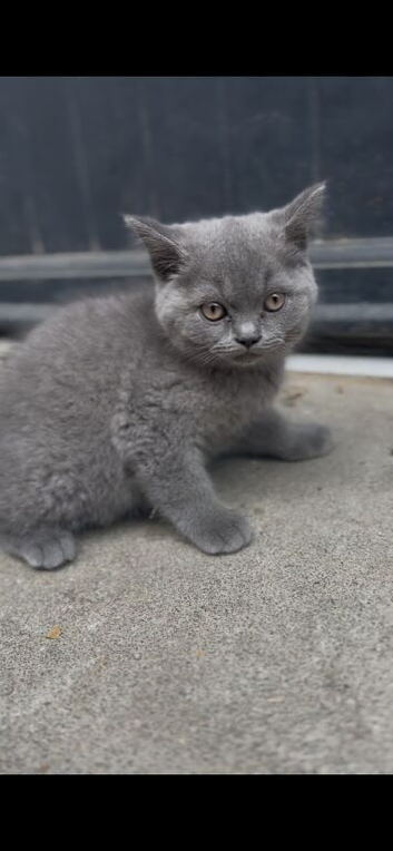 8 Weeks old Britsh shorthair kittens