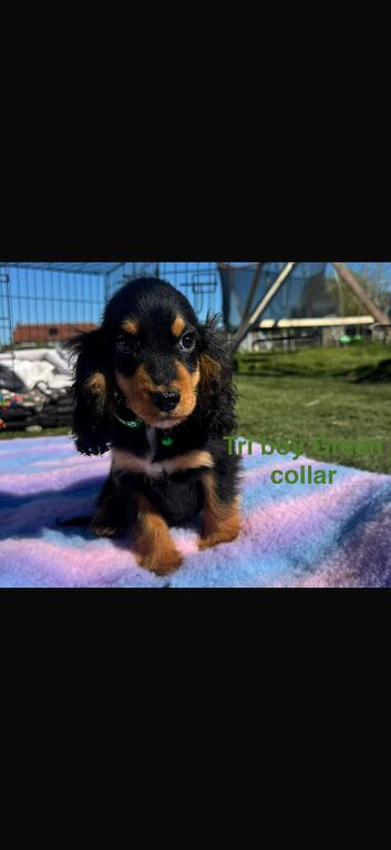 2 show type cocker spaniels puppies