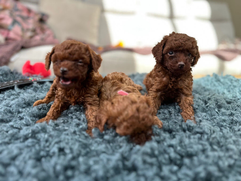 Asian poodle puppies taking reservations
