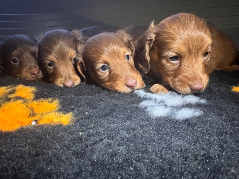 Longhair mini dachshund puppies