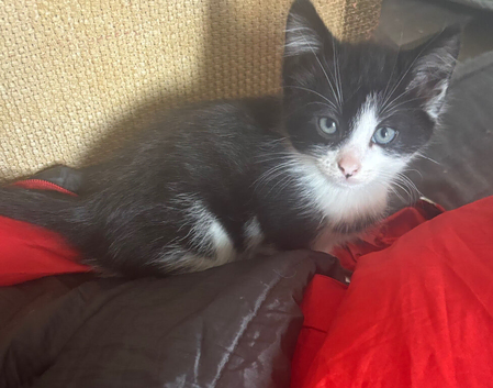 Kittens for sale
