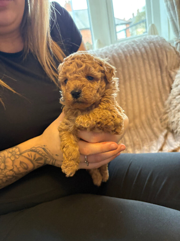 Tiny 2 boy poodles