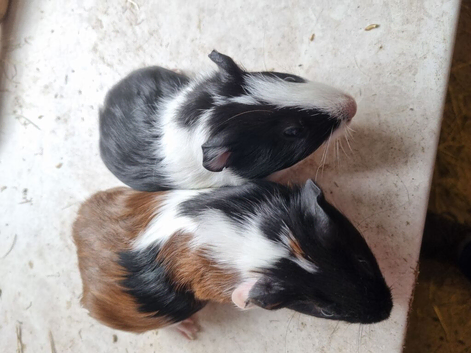 Baby boys