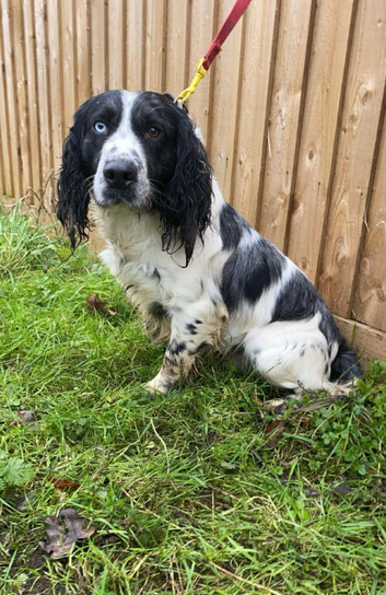 cocker spaniel