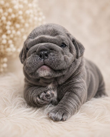 Excellent Puppies Hand reared please read advert