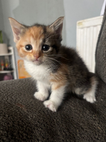 3 beautiful kittens available