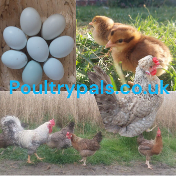 Cream Crested Legbar &times; Devon Blue &ndash; Blue Egg Layers