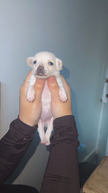 Chihuahua puppies 3 weeks old