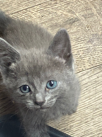 Blue kittens for sale