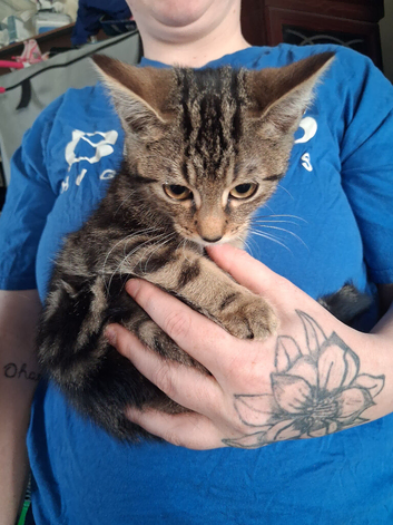 Tabby cat kittens