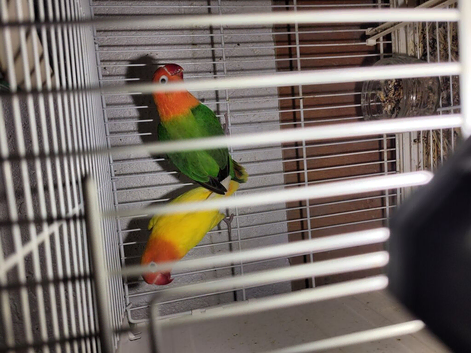 Lovebirds