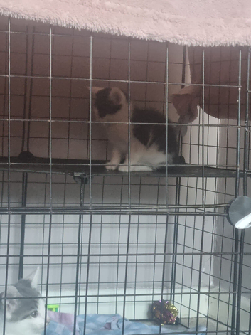 3 kittens