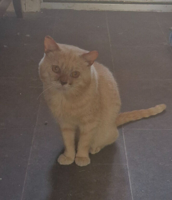 Beautiful British Shorthair Male