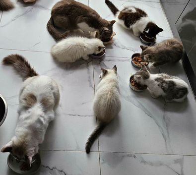 4 kittens mixed ragdoll and British shorthear