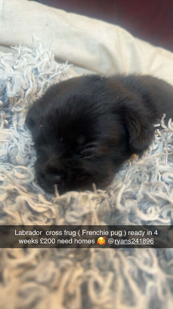 Labrador cross frugs