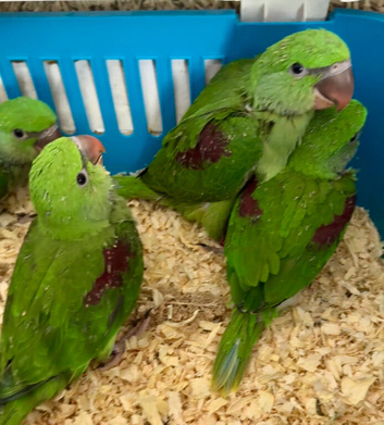 Hand Reared Tame .Talking Baby Alexandrian Parrots.
