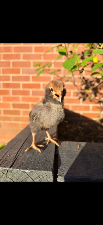 1 week old chicks