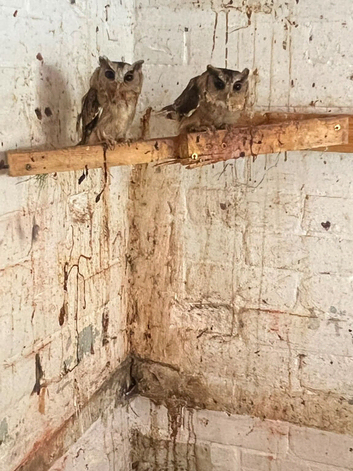 Indian scops for sale