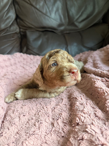 Beautiful cockapoo babies