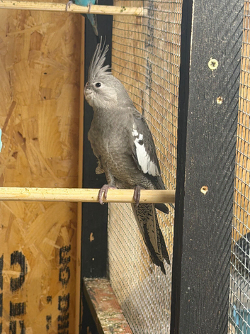 Grey white face cockatiel for sale