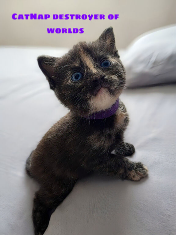 Beautiful tortoiseshell kitten