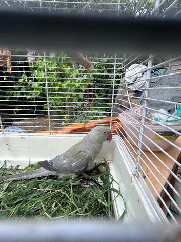 Gray Indian ring neck