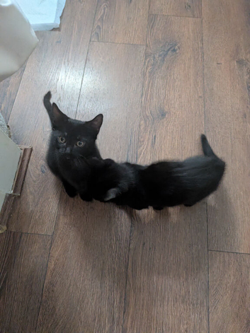 1 kitten looking for his forever home.