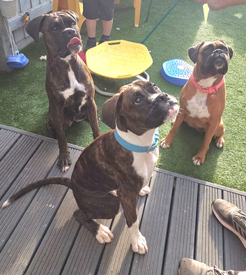 6 Month Old Brindle Male Boxer