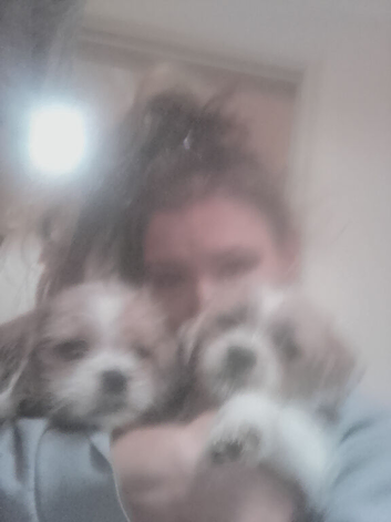 Stolen puppies