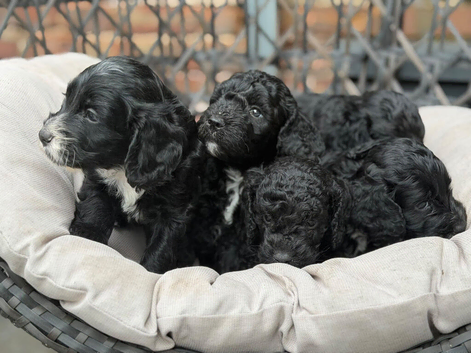 Cockapoo Boys