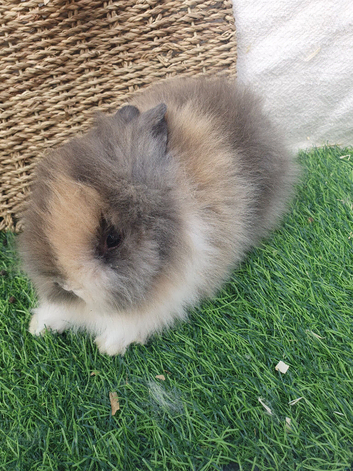 Double Mane lionhead babies