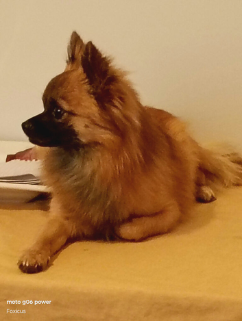 Midge-18mth intact submissive sweet Pomchi needs new home